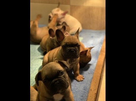 1 francuskibulldogm0126.jpg